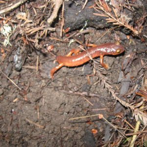 Ensatina eschscholtzii xanthoptica, Santa Cruz County