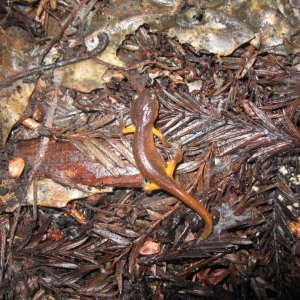 Ensatina eschscholtzii xanthoptica, Santa Cruz County