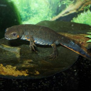 Cynops cyanurus cyanurus Male