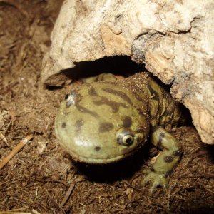 Ambystoma mavortium melanostictum Male