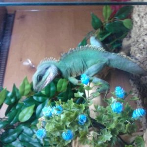 Godzila our Chineese Water Dragon