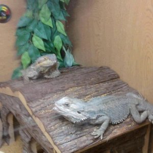 our 2 Bearded Dragons, Scrapy & Daphnie