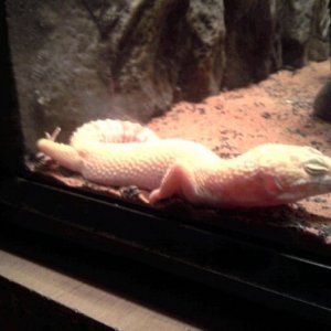 OUR LATEST PET A CHOCHOLATE ALBINO LEPARD GEKO, NA