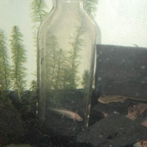 leucistic axolotl in a bottle