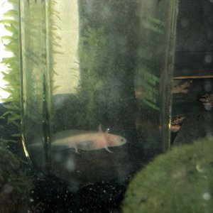 leucistic axolotl in a bottle