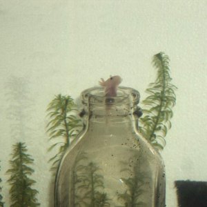 leucistic axolotl in a bottle