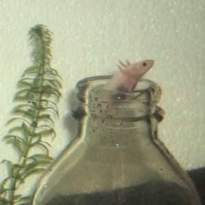 leucistic axolotl in a bottle