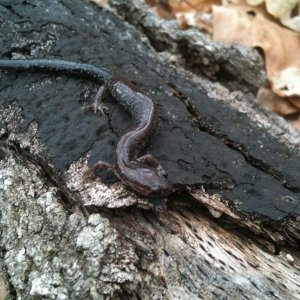 Plethodon hoffmani