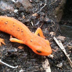 Red Eft with yellow spots!