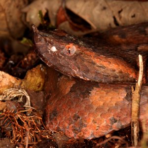 Porthidium nasutum - Hog Nosed Pit Viper