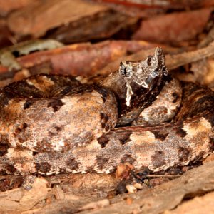 Porthidium nasutum - Hog Nosed Pit Viper