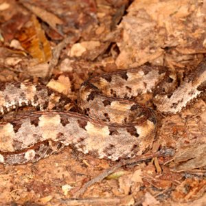 Porthidium nasutum - Hog Nosed Pit Viper