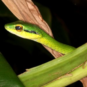 Leptophis ahaetulla - Green Parrot Snake