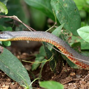 Pseustes poecilonotus - Bird Eating Snake