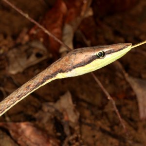 Oxybelis aeneus - Brown Vine Snake