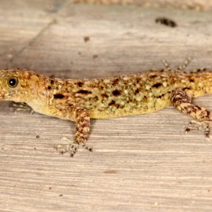 Gonatodes albogularis - Yellow Headed Gecko