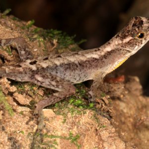 Norops humilis - Ground Anole