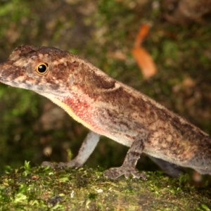 Norops humilis - Ground Anole