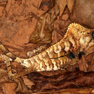 Corytophanes cristatus - Casque-headed Lizard (deceased)