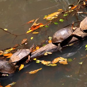 Rhinoclemmys annulata - Brown Wood Turtle