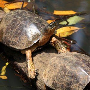 Rhinoclemmys annulata - Brown Wood Turtle