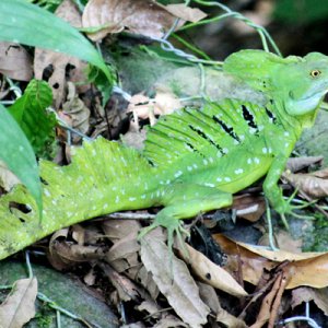 Basiliscus plumifrons - Green Basilisk