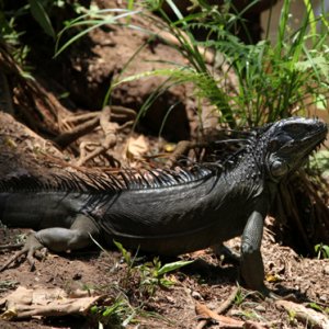 Iguana iguana - Green Iguana