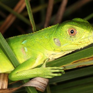 Iguana iguana - Green Iguana (juvenile)