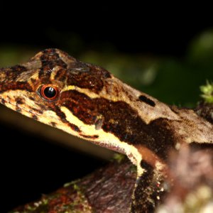 Anolis intermedius - Gray Lichen Anole (pure guess)