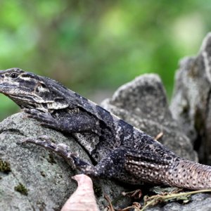 Ctenosaura similis - Black Iguana