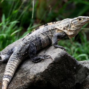 Ctenosaura similis - Black Iguana