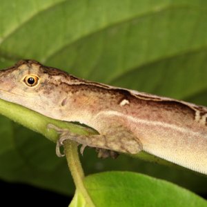 Norops lemurinus - Lemur Anole (best guess)