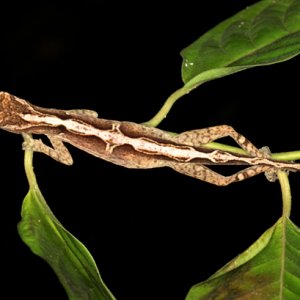 Norops lemurinus - Lemur Anole (best guess)