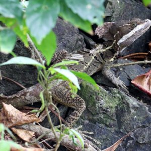 Basiliscus vittatus - Striped Basilisk