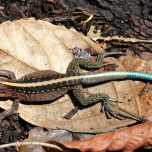 Ameiva festiva - Central American Whiptail