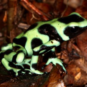 Dendrobates auratus - Green and Black Poison Frog