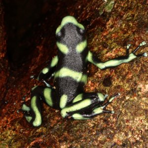 Dendrobates auratus - Green and Black Poison Frog (Osa peninsular form)