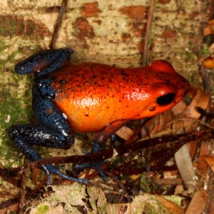 Dendrobates pumilio - Strawberry Poison Frog aka Blue Jeans