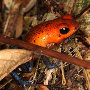 Dendrobates pumilio - Strawberry Poison Frog aka Blue Jeans