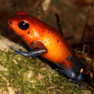 Dendrobates pumilio - Strawberry Poison Frog aka Blue Jeans