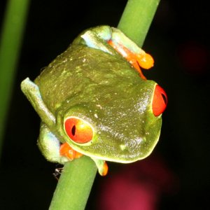 Agalychnis callidryas - Red-Eyed Leaf Frog