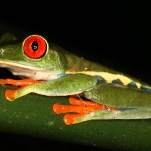 Agalychnis callidryas - Red-Eyed Leaf Frog