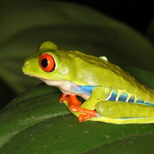 Agalychnis callidryas - Red-Eyed Leaf Frog