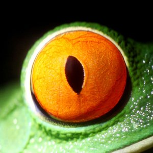 Agalychnis callidryas - Red-Eyed Leaf Frog