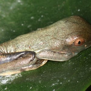 Agalychnis callidryas - Red-Eyed Leaf Frog - newly metamorphed