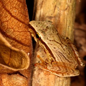 Eleutherodactylus noblei - Noble's Rainfrog