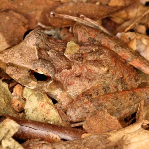 Eleutherodactylus fitzingeri - Fitzinger's Rainfrog