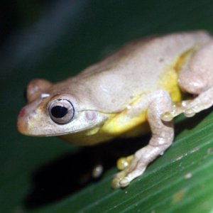 Hyla loquax - Swamp Treefrog