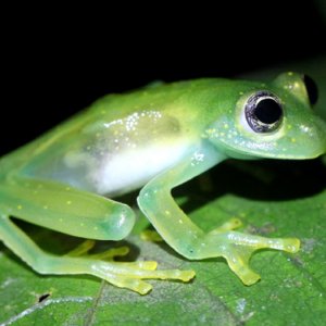 Hyalinobatrachium fleischmanni - Fleischmann's Glassfrog