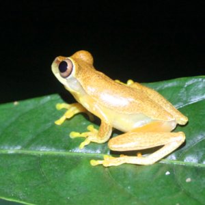 Dendropsophus ebraccatus - Hourglass Treefrog